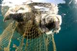 La basura plástica es más peligrosa para las tortugas marinas que el cambio climático, según estudio