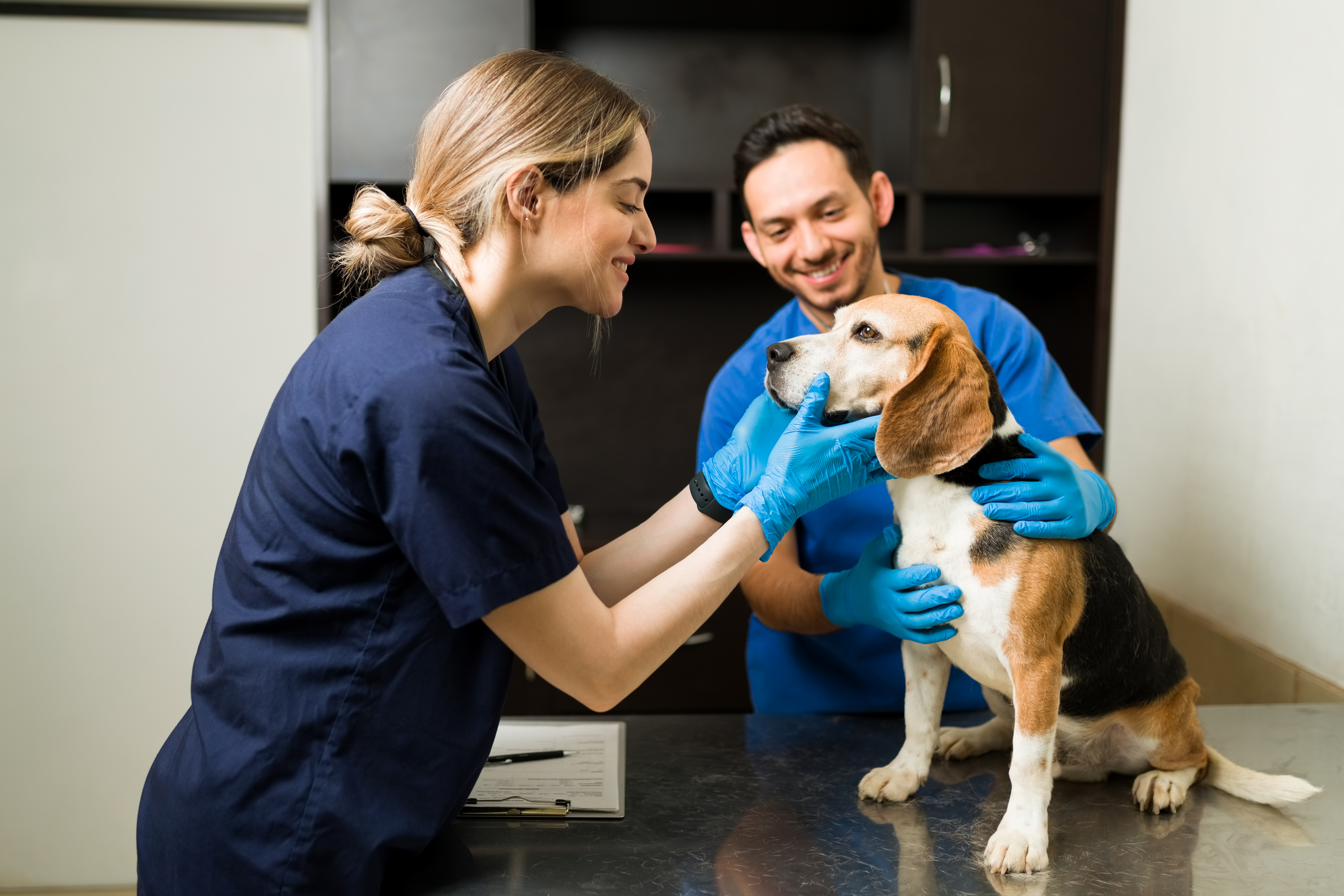 Terminar una carrera profesional en medicina veterinaria tarda cerca de 5 años en Colombia.