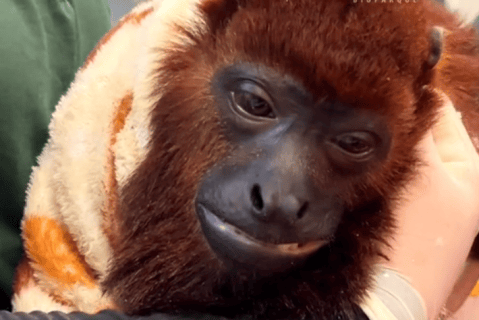 Tobías superó el tráfico de fauna silvestre, pero ahora debe enfrentar una enfermedad