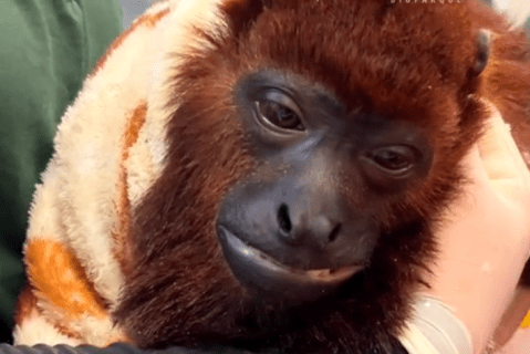 Tobías superó el tráfico de fauna silvestre, pero ahora debe enfrentar una enfermedad