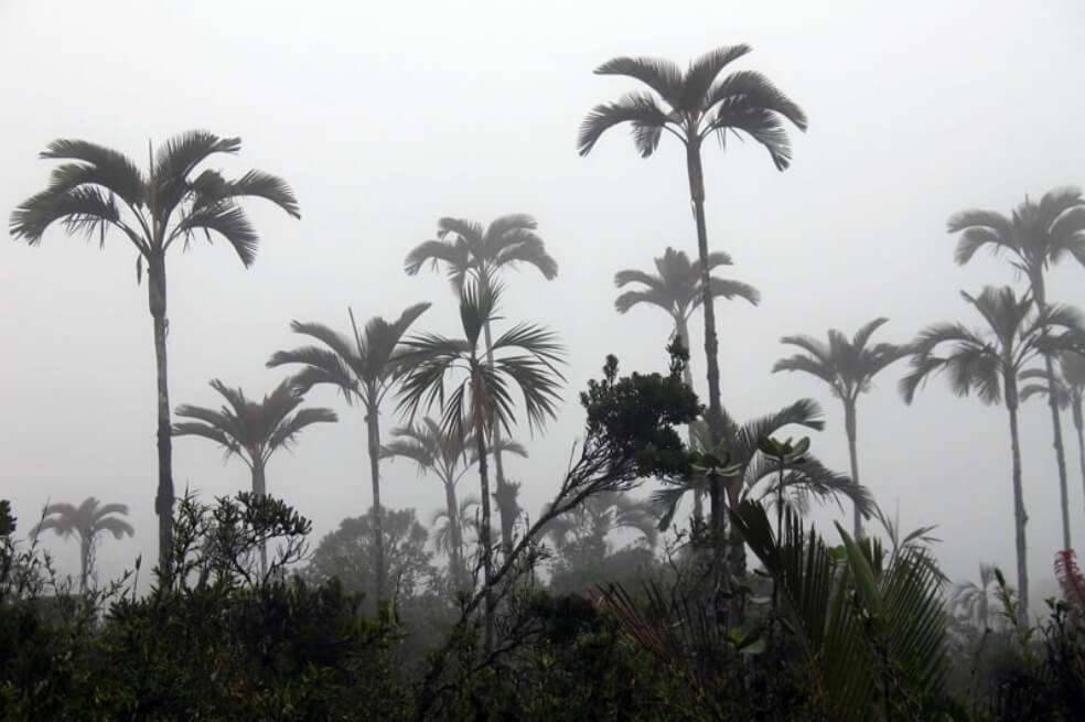 Las poblaciones de palma de cera de la zona cafetera se han reducido en un 80 % durante los últimos 200 años.
/ Palma de cera © WWF-Colombia / Emilio Constantino