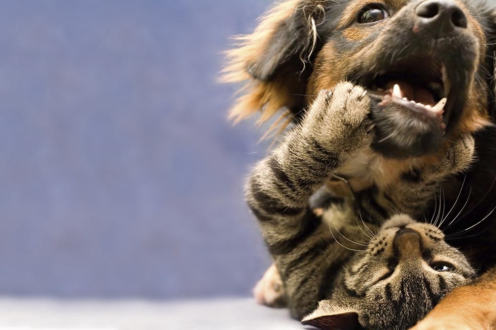 Se estima que en Bogotá hay 800.000 animales callejeros. / Archivo - El Espectador