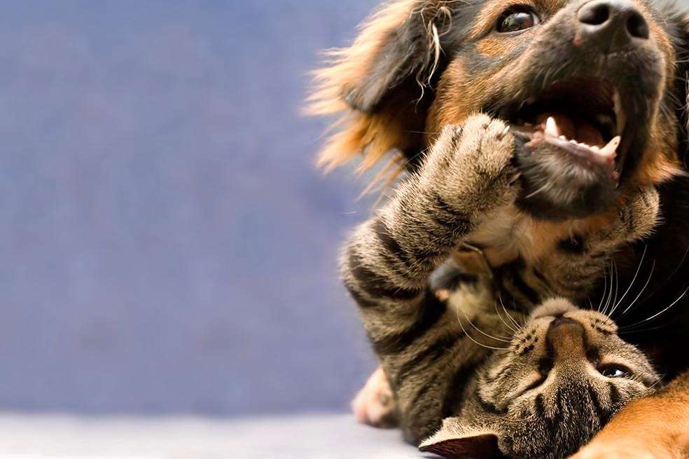 Se estima que en Bogotá hay 800.000 animales callejeros. / Archivo - El Espectador