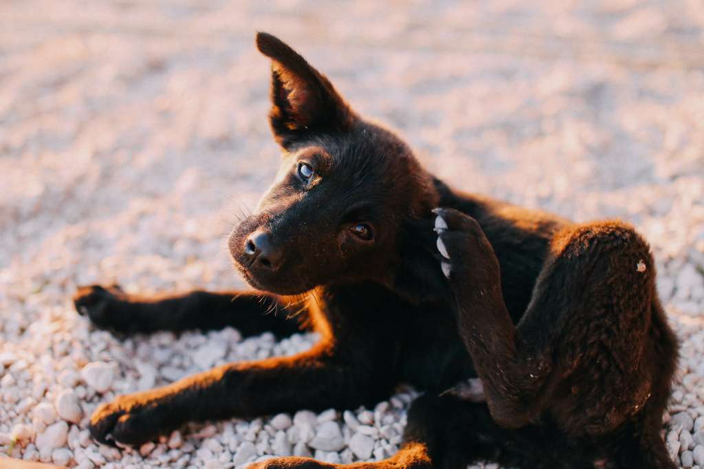 Perro pulgas