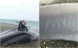 Indignación por grafiti sobre una ballena varada en Chile