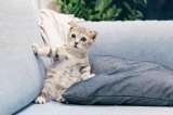 Gatos: 5 consejos para aprender a regañar a tu mascota