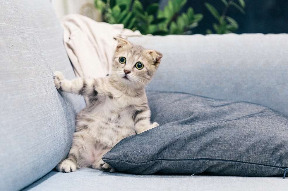 Con estos consejos podrás corregir los malos comportamientos de tu gato.