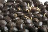 La semilla es el punto de partida de un cultivo de palma exitoso