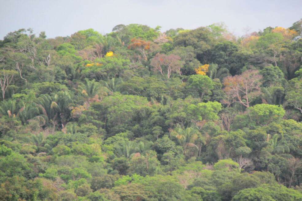 Aunque aislados y fuertemente intervenidos, los bosques secos tropicales del Caribe colombiano son los más extensos del país. / Instituto Humboldt