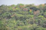 Los bosques recuperan el 80% de sus especies si dejan de ser intervenidos