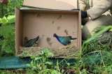 Bogotá liberó 70 aves migratorias en tres humedales