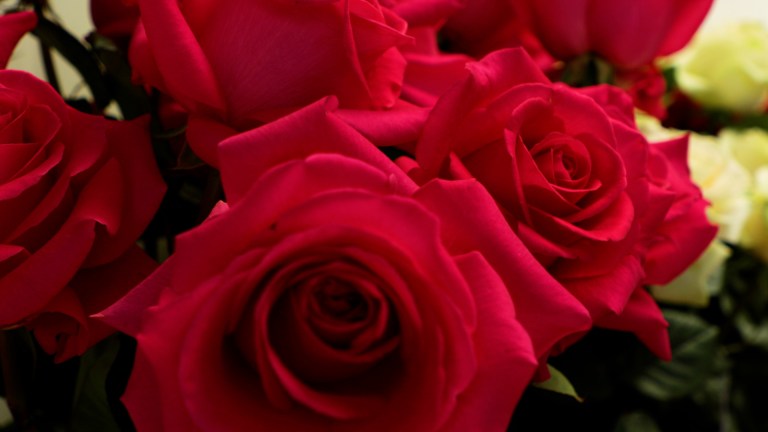 Así viajan las flores colombianas que se exportan por San Valentín