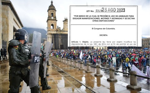 ABC de la ley que prohíbe el uso de animales en manifestaciones