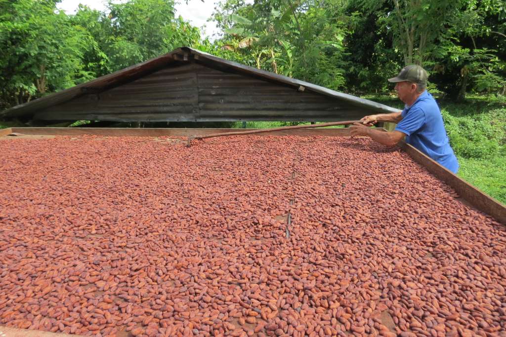 El cacao es uno de los proyectos enmarcados en acuerdos de conservación del Programa Áreas Protegidas y Diversidad Biológica de Parques Nacionales.