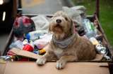 ¿Y si su perro pudiera contar la historia de Colombia? Esta serie lo intenta