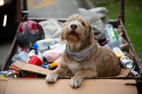¿Y si su perro pudiera contar la historia de Colombia? Esta serie lo intenta