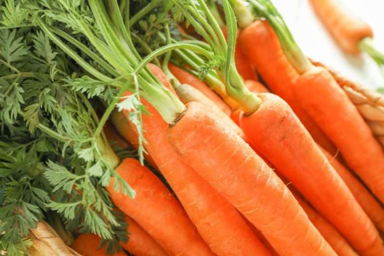 La Daucus carota es una planta herbácea bienal con hojas pinnadas y flores blancas agrupadas en umbelas. Su raíz, que es la parte comestible, presenta un color que varía entre naranja, amarillo y morado, y es rica en nutrientes como vitamina A y antioxidantes.
