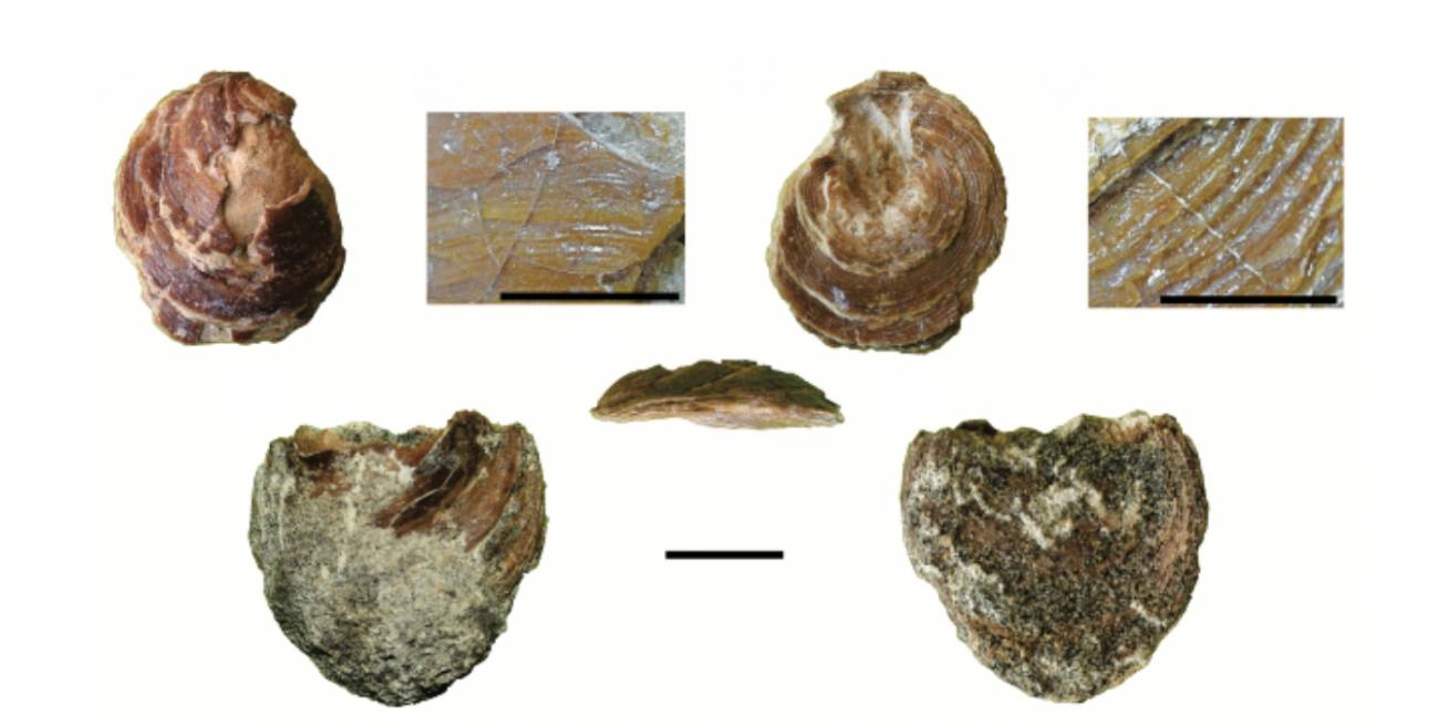 El organismo mide alrededor de 2.5 cm.