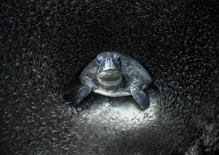Una tortuga verde, rodeada de peces de cristal. “Estaba haciendo esnórquel cuando uno de mis colegas me dijo que había una tortuga debajo de una repisa en un banco de peces de cristal, a unos 10 metros de profundidad”, dice la fotógrafa Aimee Jan. “Cuando me sumergí para mirar, los peces se separaron alrededor del tortuga perfectamente. Le dije: 'Creo que acabo de tomar la mejor foto que he tomado' ”.