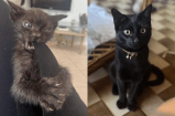 El sorprendente antes y después de un gato que se salvó del ataque de un perro