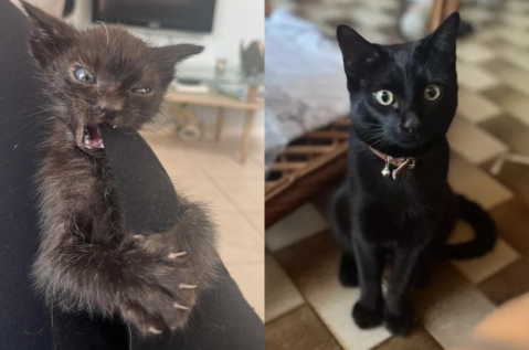 El sorprendente antes y después de un gato que se salvó del ataque de un perro