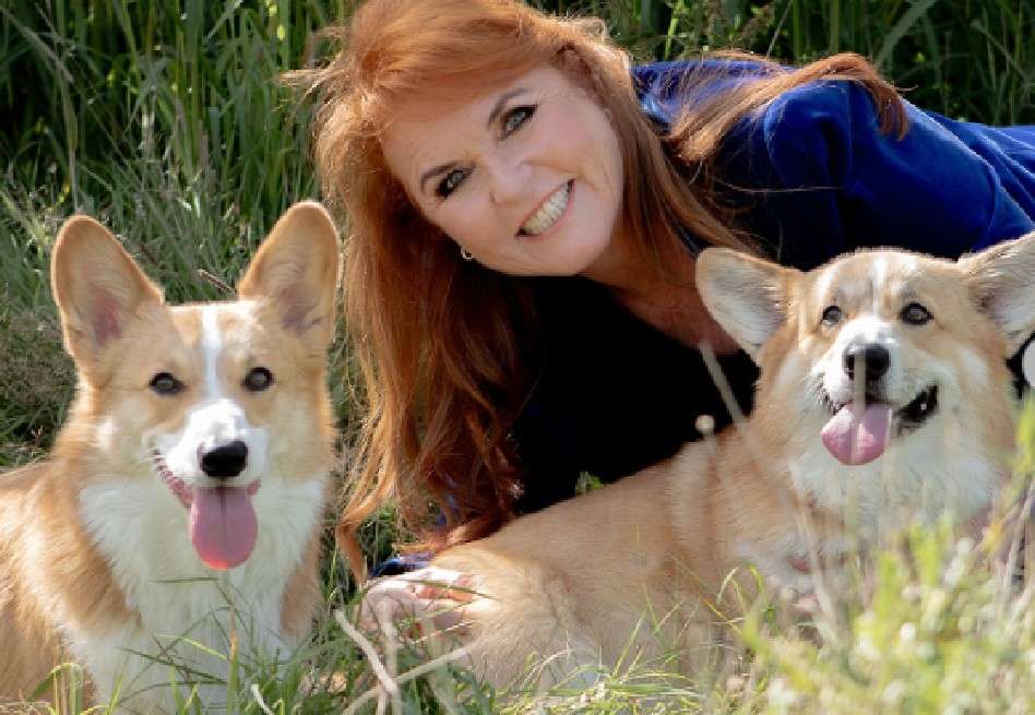 Además de los corgis reales, Ferguson es dueña de otros cinco perros, incluyendo tres yorkshire terriers llamados Roary, Ginger y Poppy.