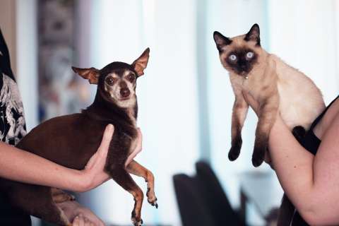 ¿Tiene perro o gato? Sepa cuál es el impacto ambiental de la dieta de sus animales