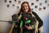 Los pugs están de moda en el Reino Unido