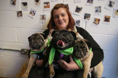 Los pugs están de moda en el Reino Unido
