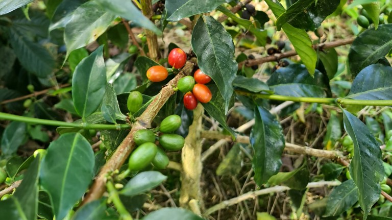 Un café colombiano a USD 200 por libra: esta es la historia detrás