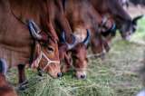 Unión Europea busca un acuerdo con EE. UU. sobre la carne de vacuno