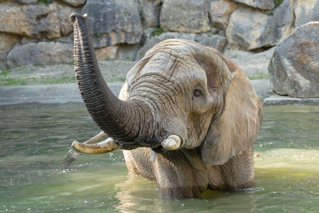VIENA, 16/08/2024.- Una elefanta africana ha quedado preñada en un apareamiento natural en el Zoológico de Schönbrunn (Viena) por primera vez en 21 años. En la imagen, El elefante machose baña en el zoológico. EFE/ Zoológico de Schönbrunn / Daniel Zupanc SOLO USO EDITORIAL/SOLO DISPONIBLE PARA ILUSTRAR LA NOTICIA QUE ACOMPAÑA (CRÉDITO OBLIGATORIO)