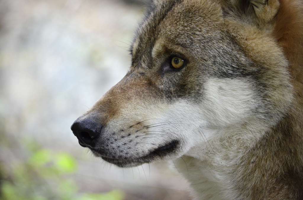 El lobo es un animal vital para los ecosistemas en Europa.