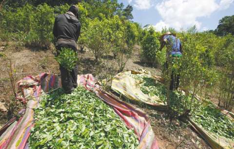 ¿Y el decreto de coca?