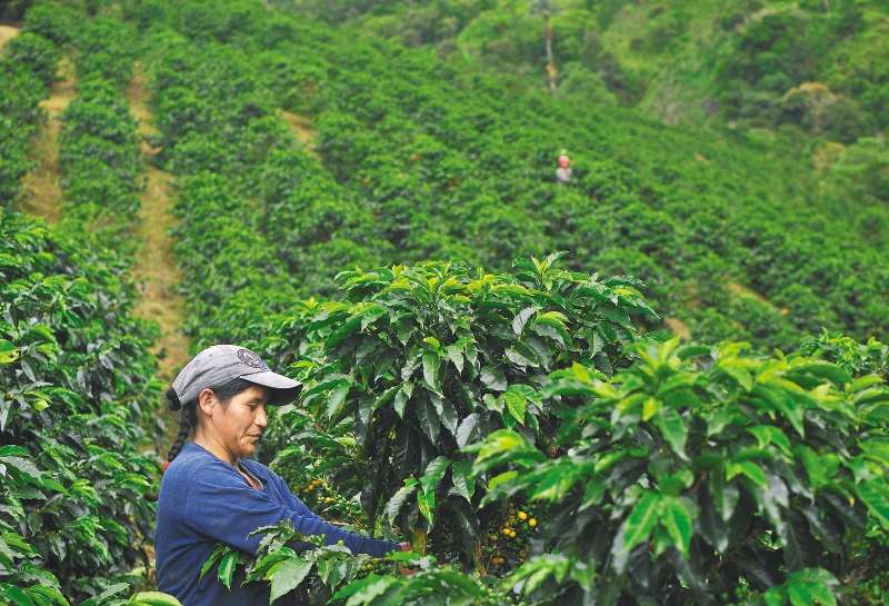 Las mujeres rurales participan de labores productivas que no son remuneradas.