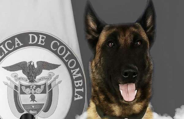 Murió Sansón, el perro que salvó a 36 soldados tras detectar un explosivo