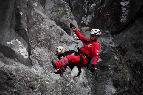 (Fotos) Perros mexicanos se entrenan para salvar vidas en todo el mundo