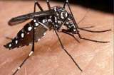 Alerta por llegada de virus del zika a Bolívar