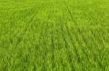 Arroceros piden ayuda para modernizar maquinaria agrícola