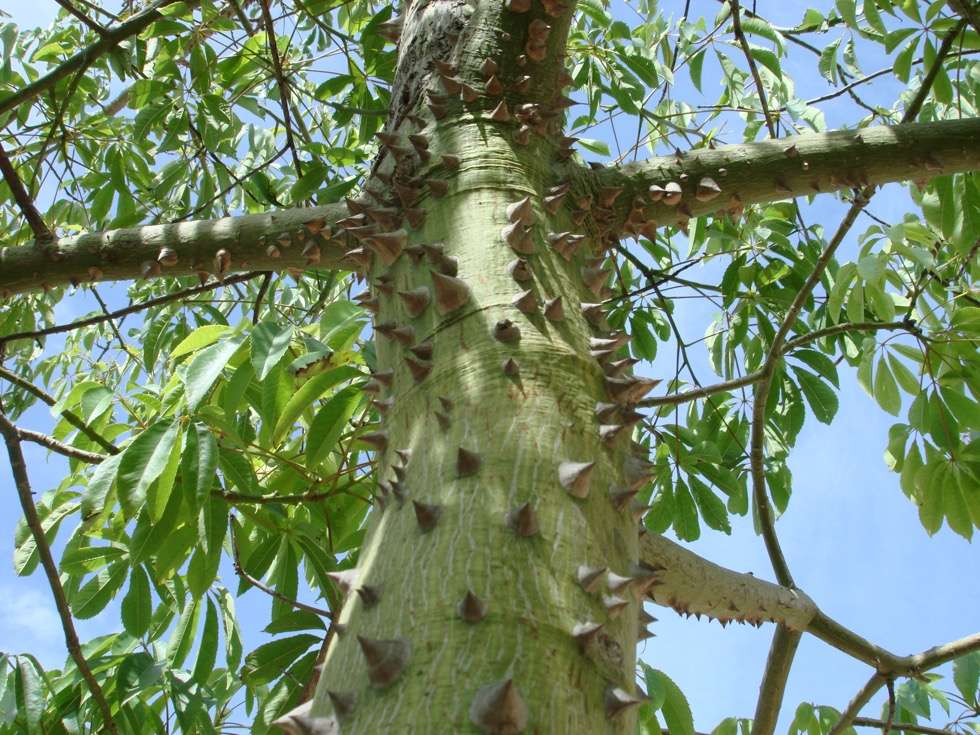El palo borracho es un árbol cargado de simbolismo en varios países de la región.
