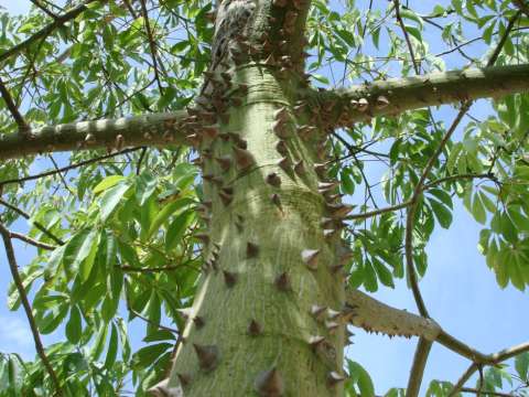 ¿El palo borracho es un árbol o una suculenta? La razón está en su tronco
