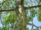 ¿El palo borracho es un árbol o una suculenta? La razón está en su tronco