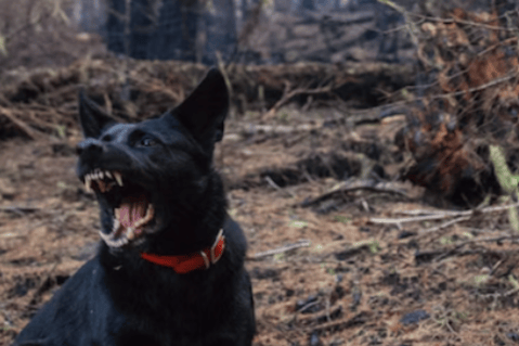 ¿Humanizar a las mascotas puede volverlas más agresivas?