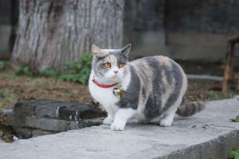 ¿Es recomendable que mi gato use collares con cascabel?