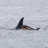 Una orca perdió a su cría y ahora lleva consigo el cuerpo fallecido