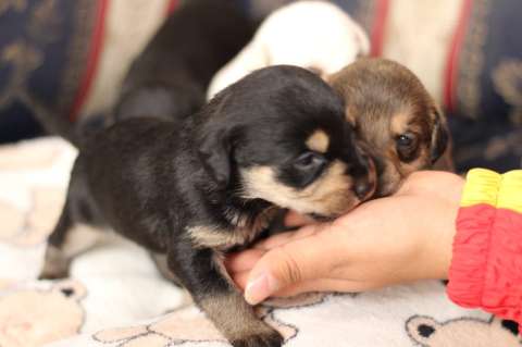 Murió perrita en la masacre en Usme: era la madre de cinco cachorros
