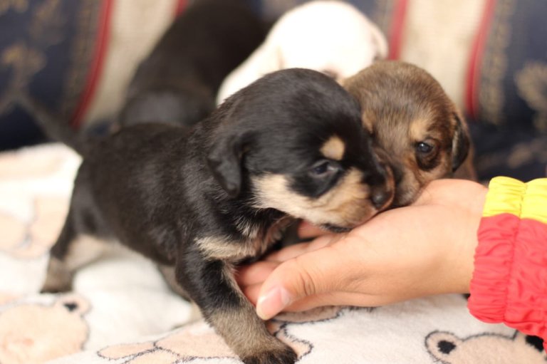 Murió perrita en la masacre en Usme: era la madre de cinco cachorros