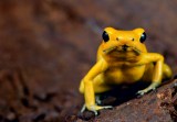 Conozca a los animales y las plantas de “Un reencuentro difícil”