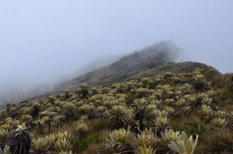 Anuncian inversión de más de 3 mil millones para conservar páramo de Guerrero