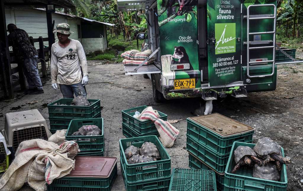 Tortugas de patas rojas recuperadas en Medellín. / Joaquin Sarmiento